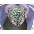 New Crop, Clean, bem secas, sem sementes de funcho Fennel